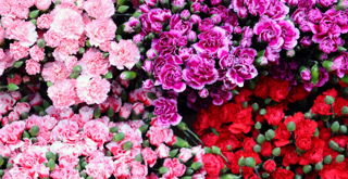 Carnations