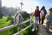Family walking past a lemur enclosure at Hobbledown Epsom