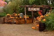 Hobbledown Heath Pumpkin Patch Hounslow London
