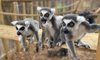 Hobbledown Lemurs