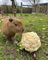 Spud The Baby Capybara At Hobbledown In Epsom Surrey (4)