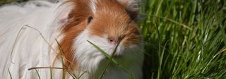 Guinea Pig