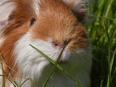 Guinea Pig