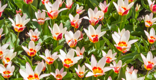 Kaufmanniana Tulips