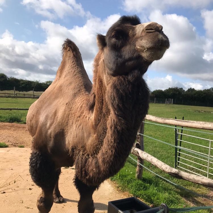 Camel Hobbledown Epsom