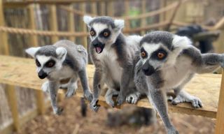 Hobbledown Lemurs