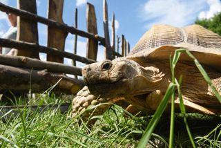 Tortoise