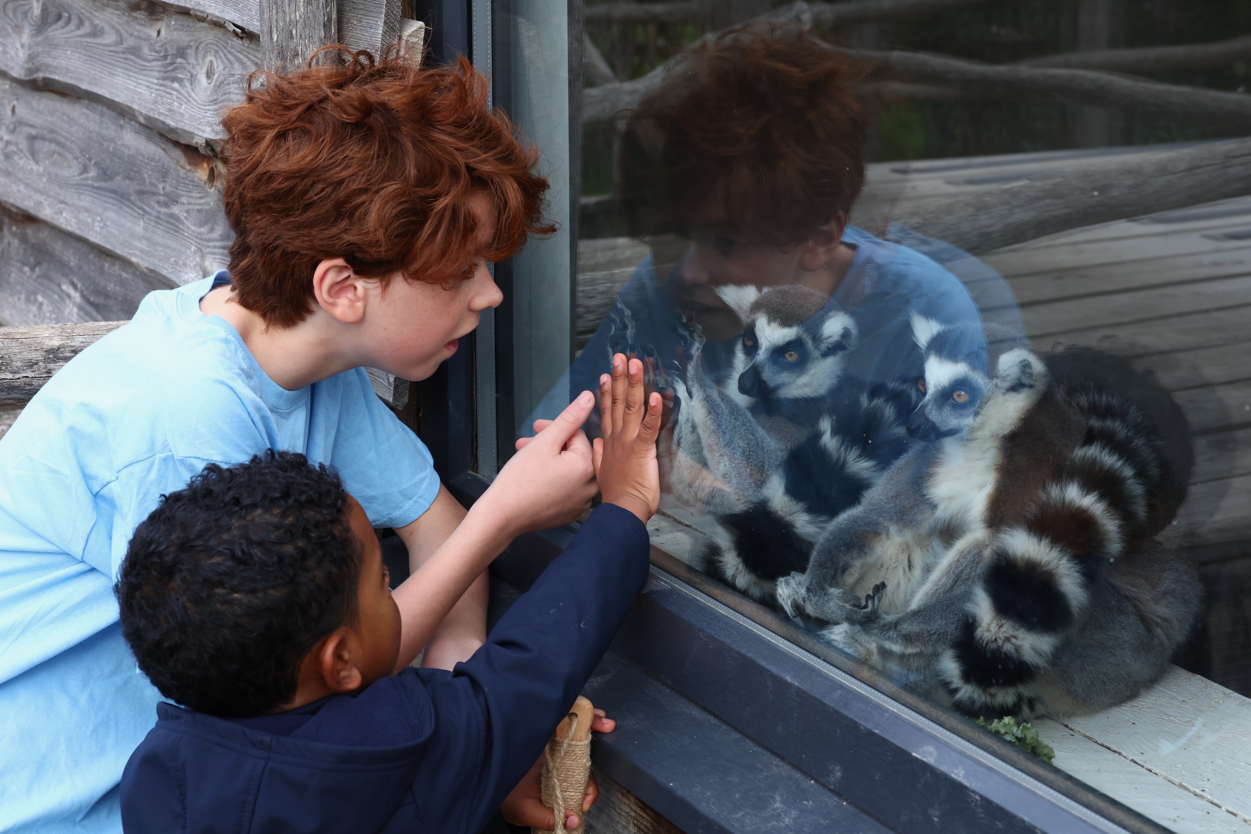 Hobbledown Epsom Lemurs Animal Encounter.Jpg
