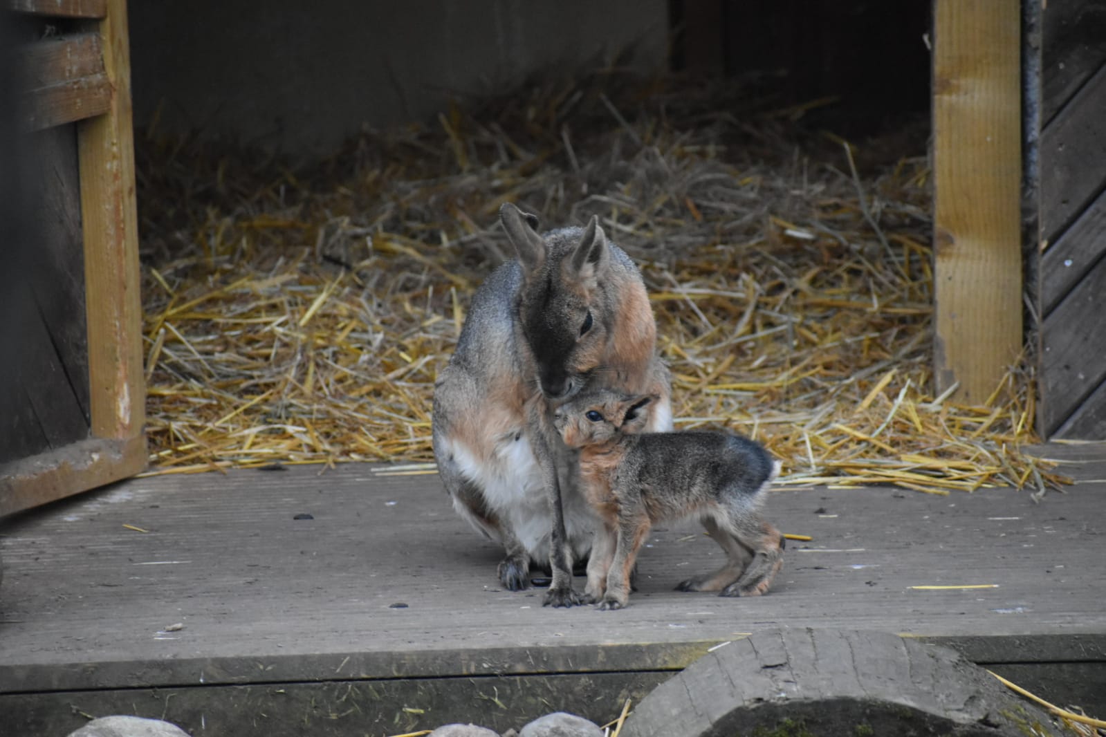 Young baby Mara cub with its mother in Hobbledown Farm Park and Zoo in Epsom, England