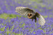 Flying bird of prey and lavender
