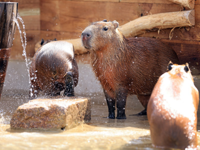 Three capybaras standing by their shelter being showered by water