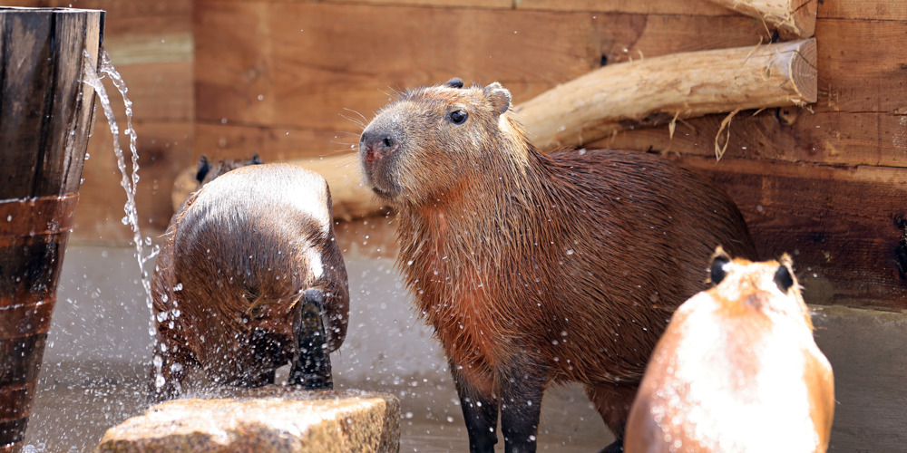 Three capybaras standing by their shelter being showered by water