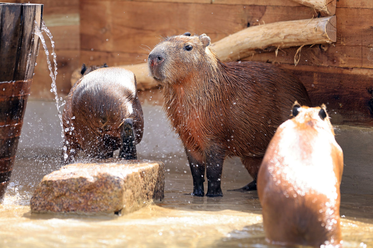 Three capybaras standing by their shelter being showered by water