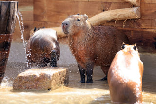 Three capybaras standing by their shelter being showered by water