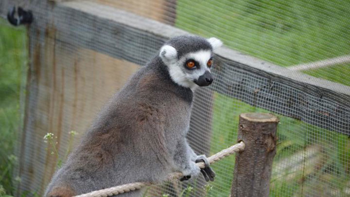 Lemur