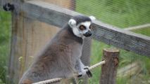 Lemur