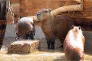 Capybaras splashing in the water habitat at Hobbledown Heath adventure park and zoo, Hounslow, West London