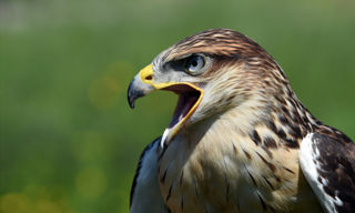 Site Ferruginous Hawk