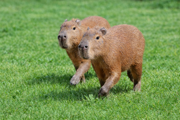 Capybara at Hobbledown Heath in West London