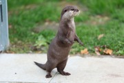 Otter