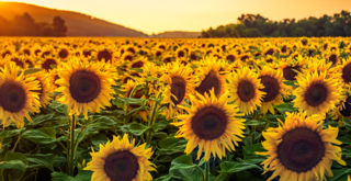 Sunflowers