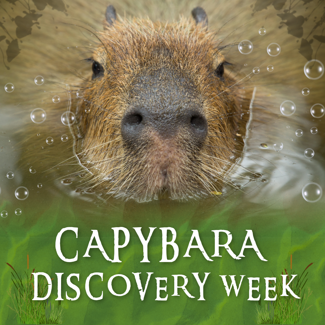 May half term capybara event and Hobbledown Epsom