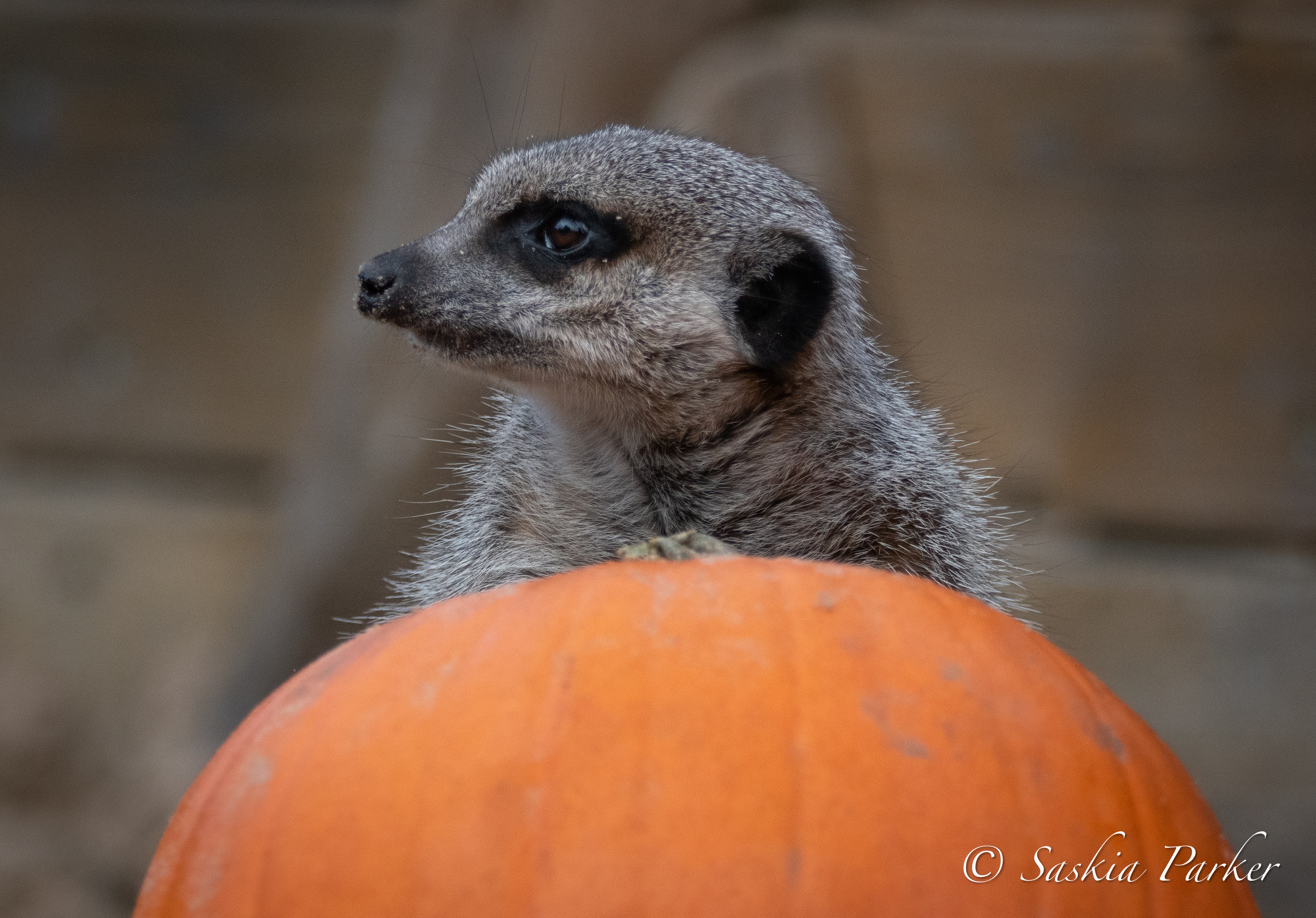 Meerkat Pumpkin