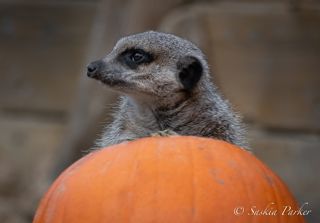 Meerkat Pumpkin