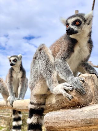 Cute Lemur
