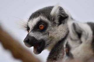 Ring tailed lemur