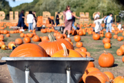 pumpkin-patch-tickets