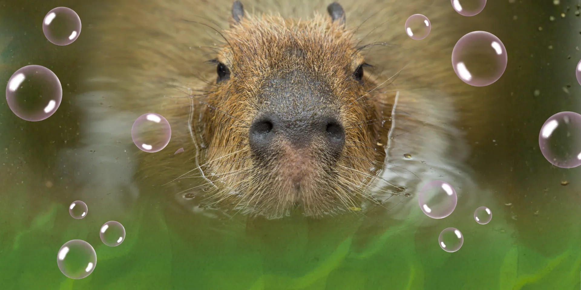 Capybara Week May Half Term Hobbledon Epsom (4)