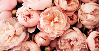 Peonies