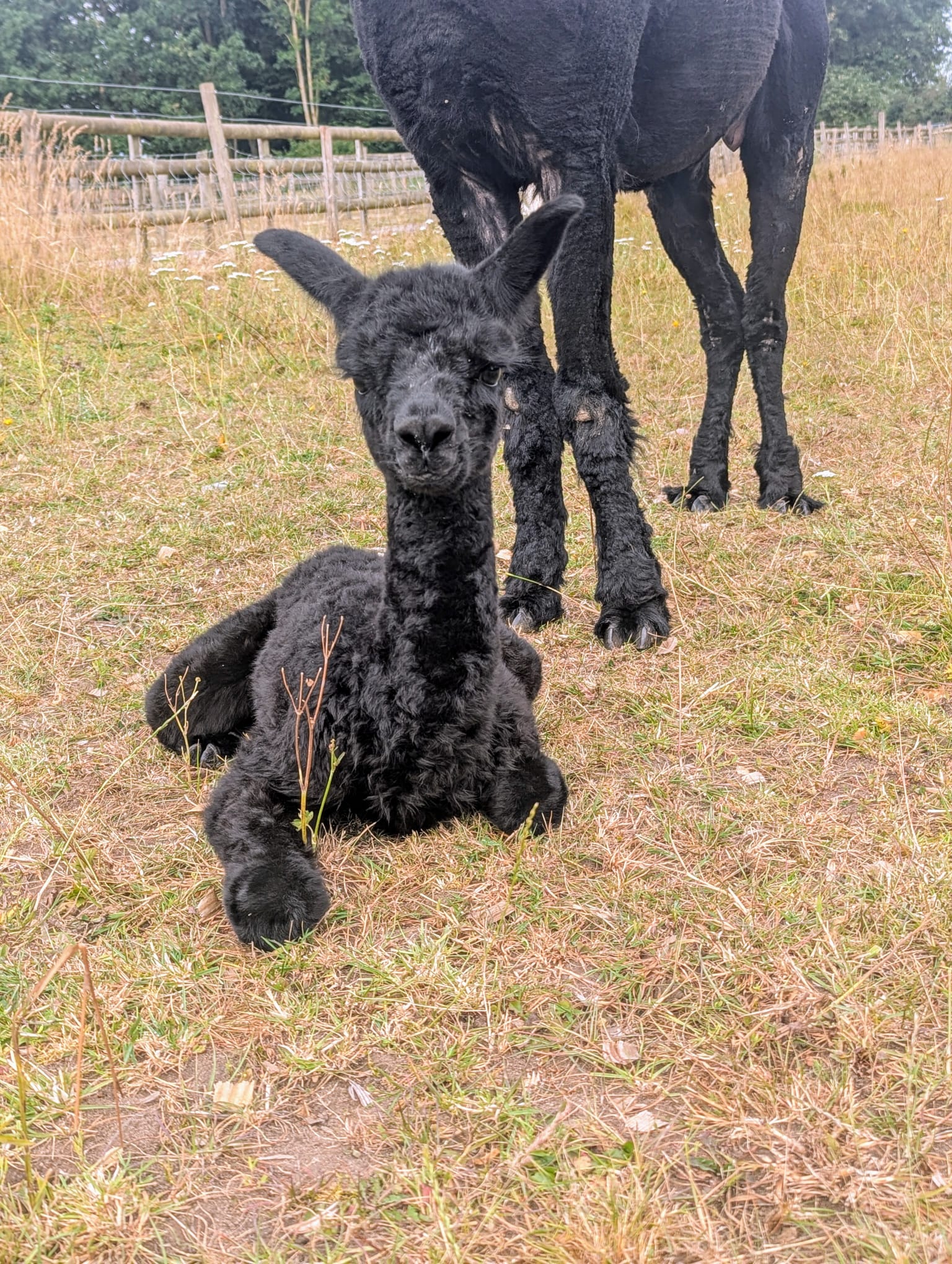 Alpaca