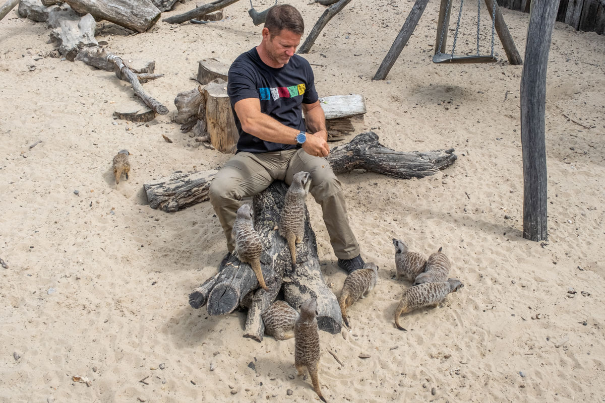 Meerkat Feeding
