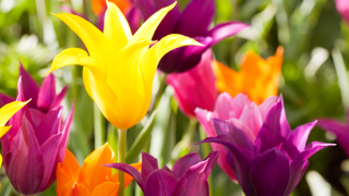 Lily Flowered Tulips
