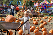 HEATH PUMPKINS08