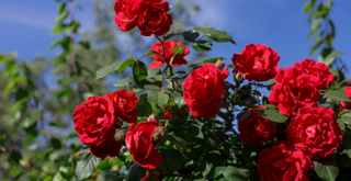 Roses