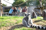 Lemurs Epsom
