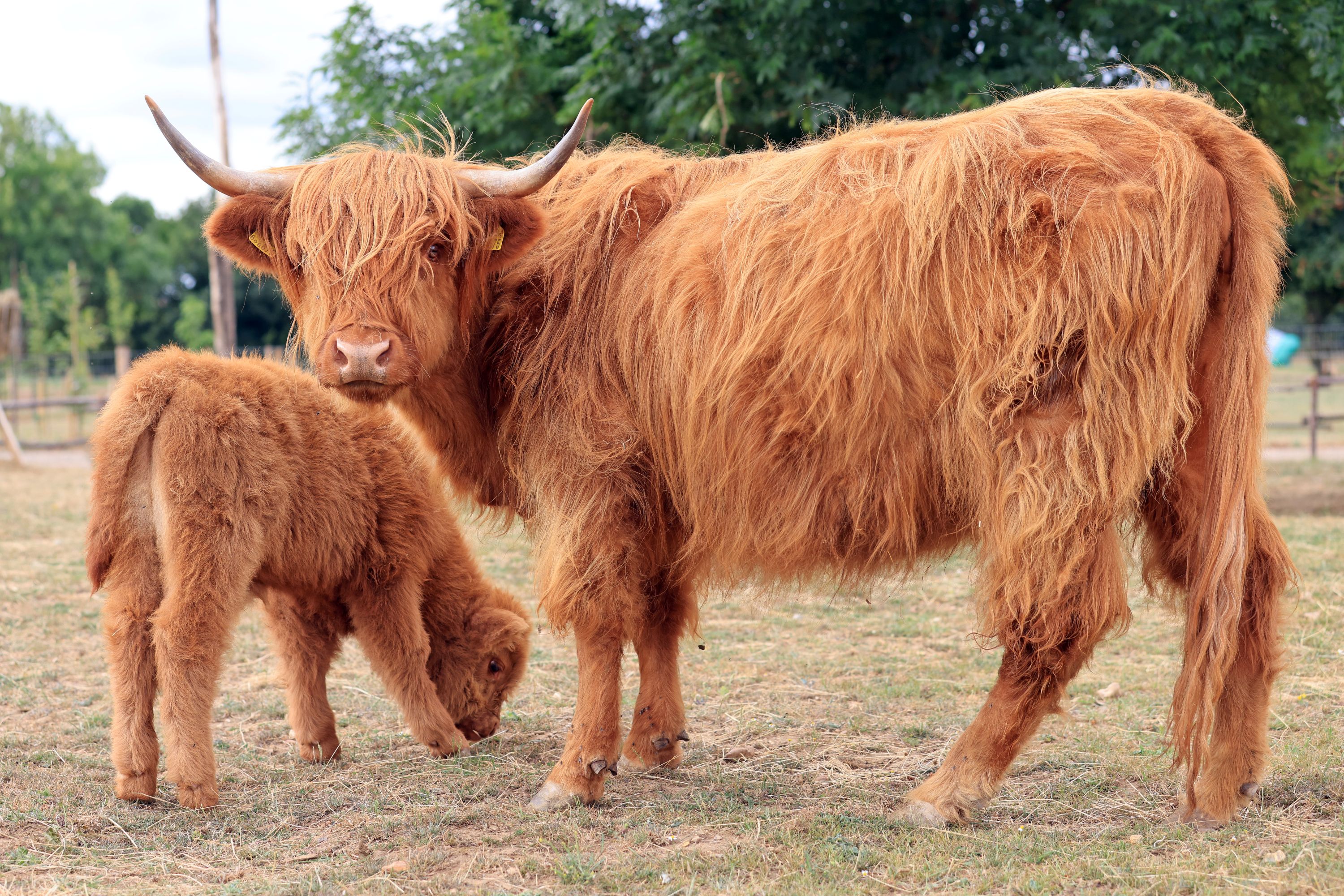 Highland cows at Hobbledown Heath animal experience in Hounslow