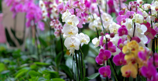 Orchid
