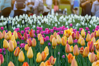 Tulips Stock Image (4)