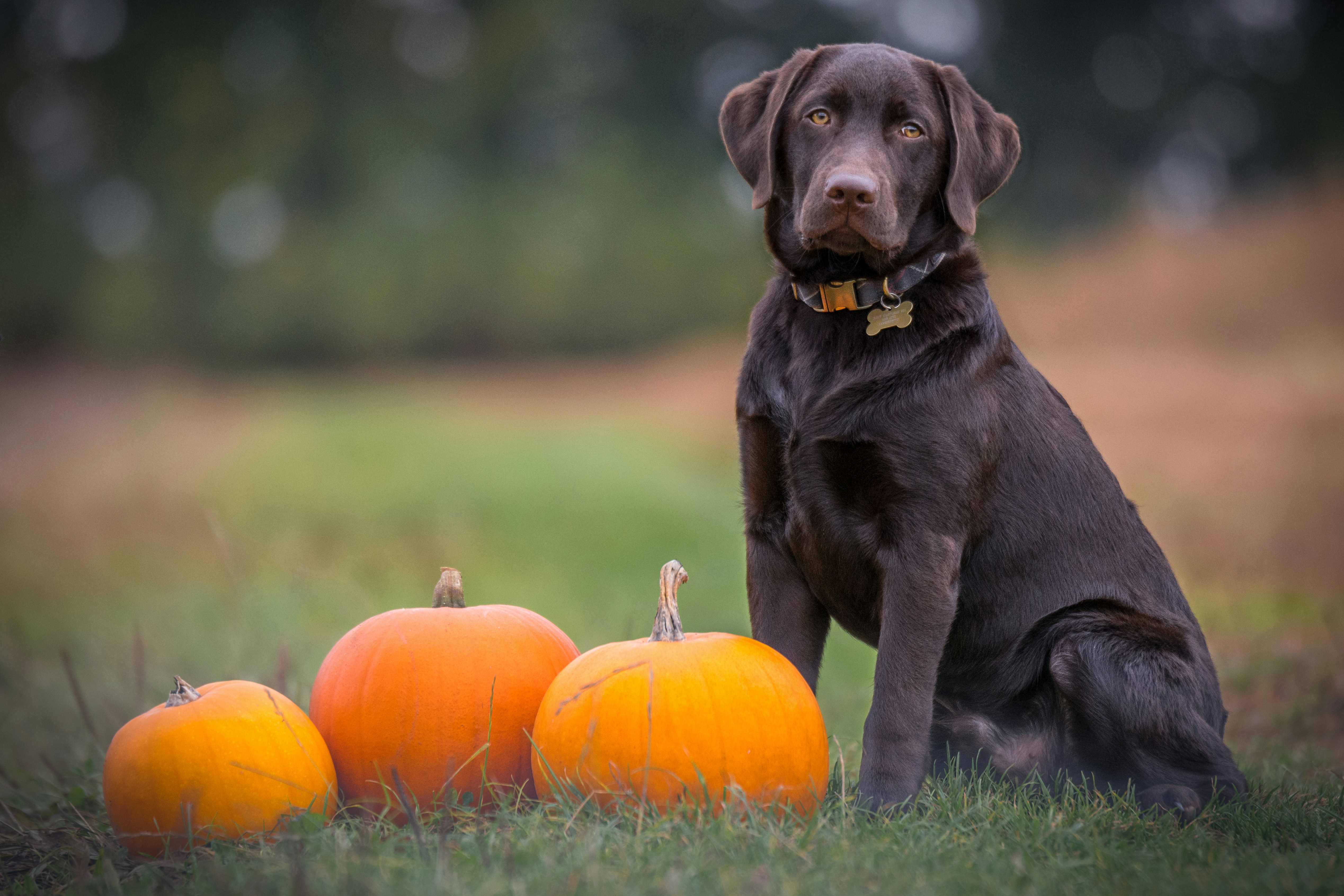 Dog Friendly Pumpkin Patch