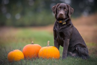 Dog Friendly Pumpkin Patch