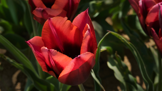 Triumph Tulips