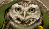Burrowing Owl 600X360