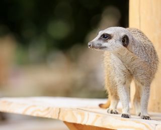 Meerkat