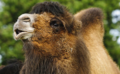Bactrian Camels Hobbledown Epsom
