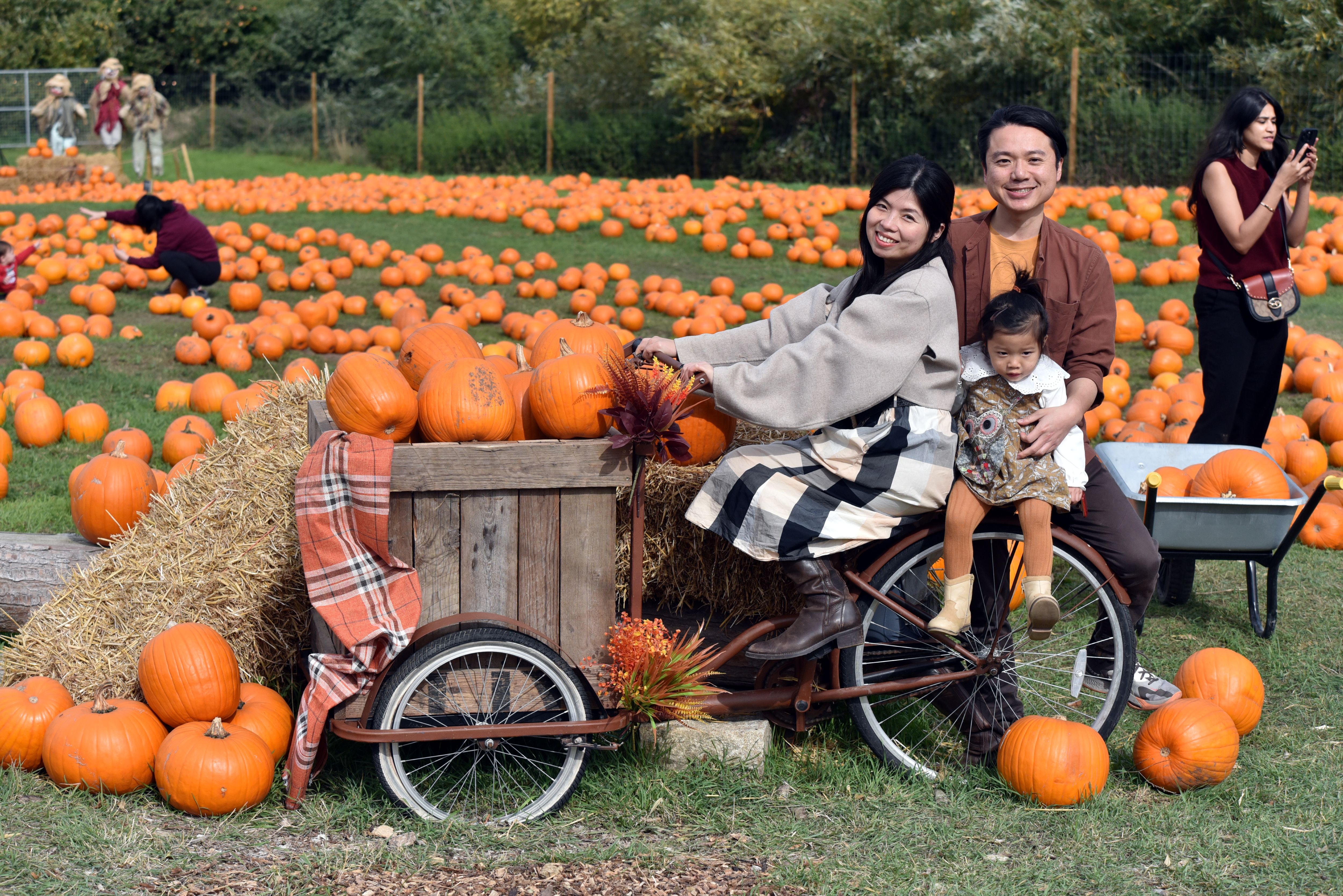 Hobbledown Heath Pumpkin Patch
