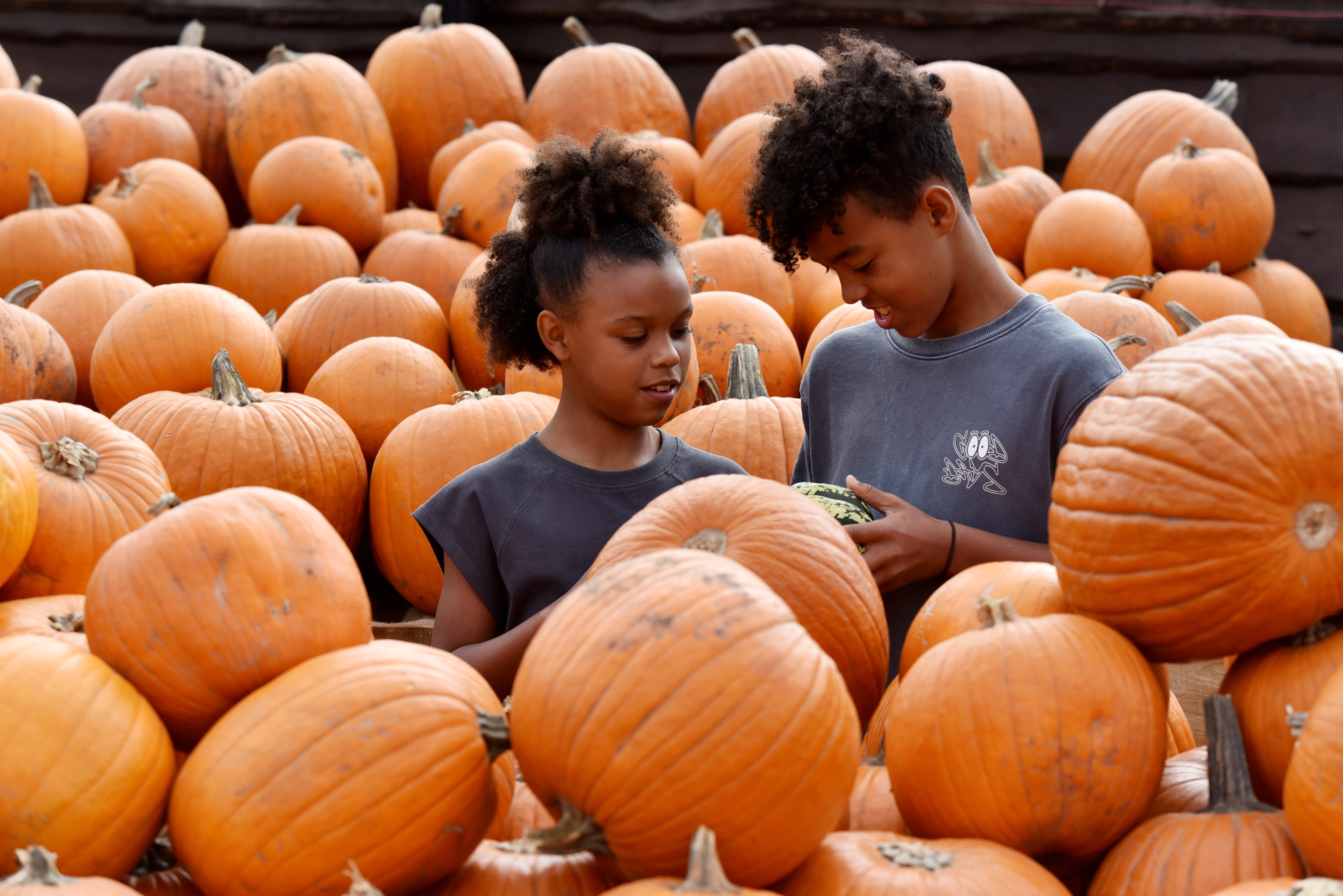 EPSOM PUMPKINS36